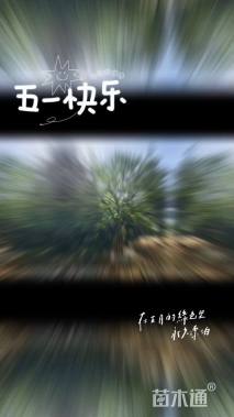 30公分丛生香橼