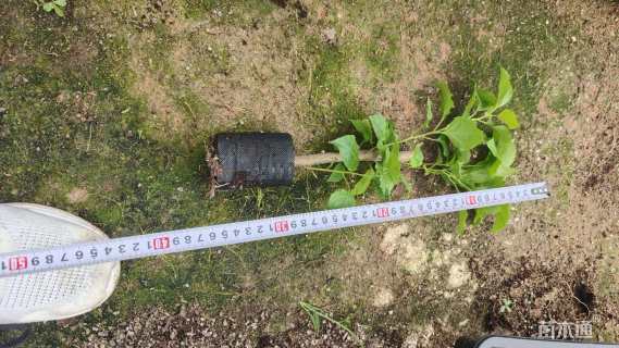 高度25厘米蛋黄三角梅