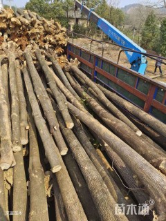 14公分光杆香樟