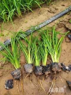 高度20厘米大花萱草