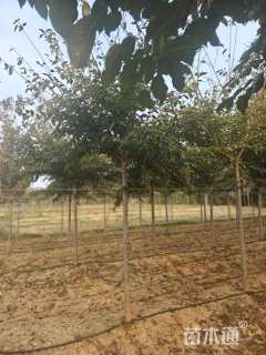 6公分染井吉野樱