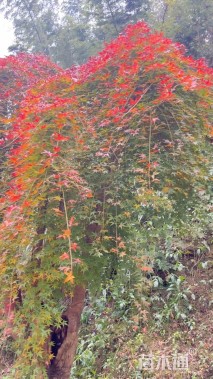 高度300厘米羽毛枫