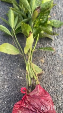 高度45厘米桃叶珊瑚