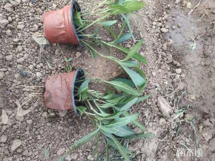 高度25厘米翠芦莉