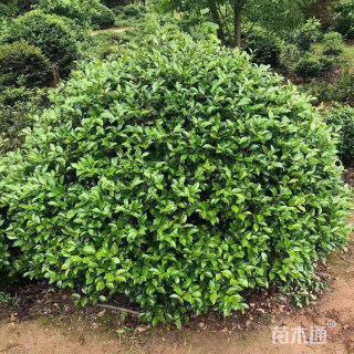 冠幅160厘米茶梅球