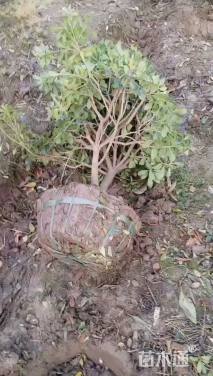 冠幅80厘米海桐球