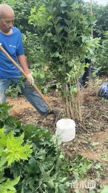 高度150厘米天目琼花