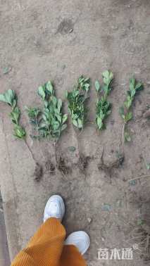 高度30厘米海桐