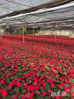 高度40厘米一品红