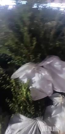 高度50厘米龟甲冬青