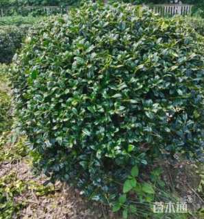 冠幅100厘米无刺枸骨球