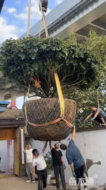 高度500厘米牡丹