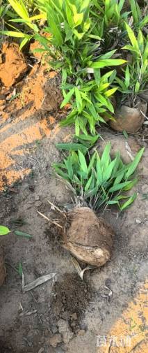 大杯苗阔叶箬竹