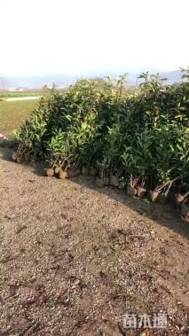 高度100厘米法国冬青