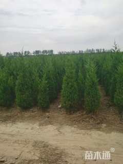 高度100厘米龙柏