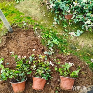 60厘米花叶络石