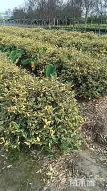 冠幅100厘米金边胡颓子球