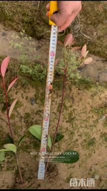 高度30厘米红叶石楠小苗