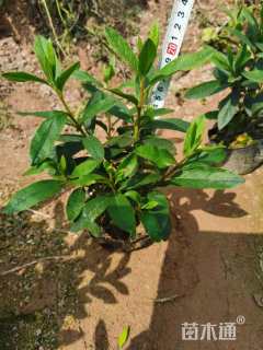 高度20厘米春鹃