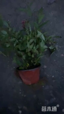 高度25厘米粉花绣线菊