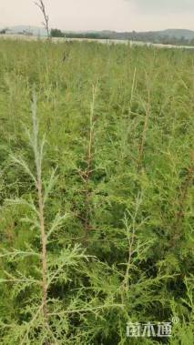 高度100厘米西藏柏木