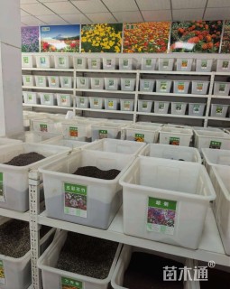 紫云英种子紫云英种子