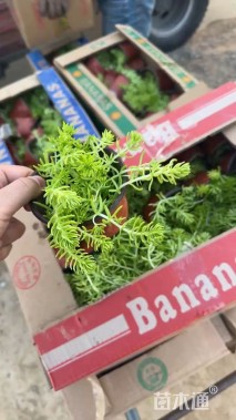 高度10厘米佛甲草