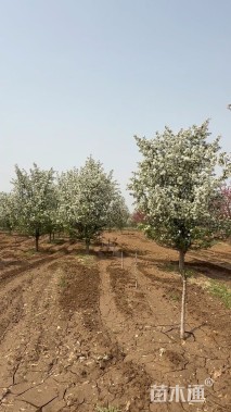 15公分湖北海棠