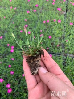 高度6厘米欧石竹