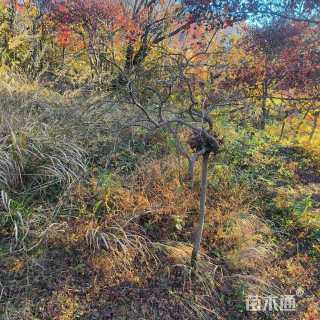 高度160厘米羽毛枫