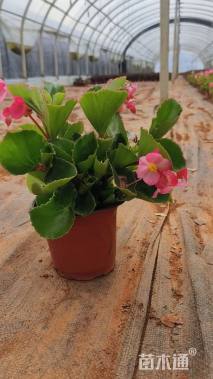 高度15厘米巨无霸海棠