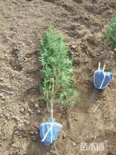 高度100厘米侧柏