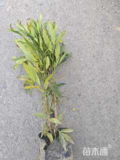 高度25厘米狭叶十大功劳