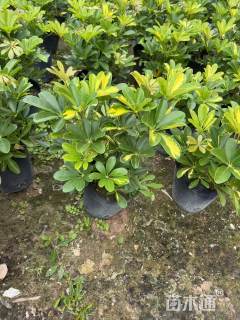 高度20厘米花叶鸭脚木