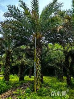 裸干高600厘米中东海枣