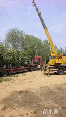 高度5厘米丛生山杏