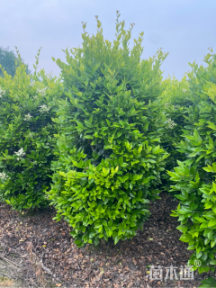 高度170厘米金森女贞柱