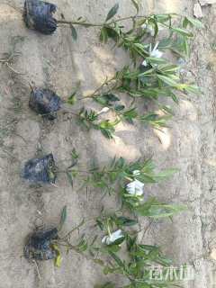 高度35厘米中叶栀子