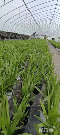 高度20厘米姜荷花