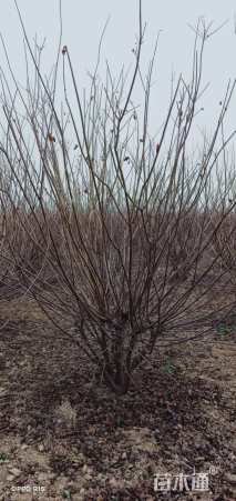 高度250厘米丛生黄栌