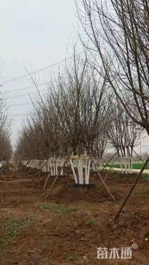 300厘米藤本月季