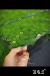 高度36厘米金莎蔓