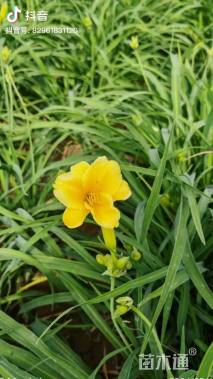 高度35厘米金娃娃萱草