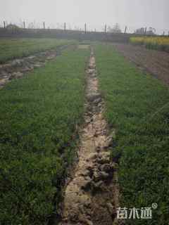 高度15厘米地被石竹