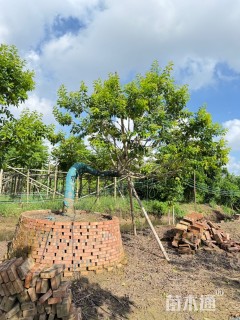 18公分红果冬青