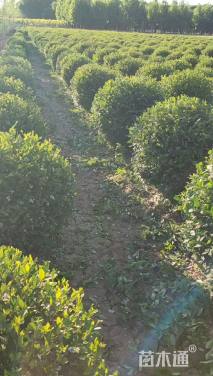 冠幅100厘米水蜡球