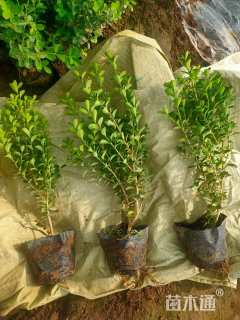 高度30厘米小叶黄杨