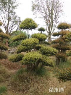 10公分造型赤楠