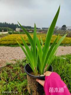 高度15厘米射干