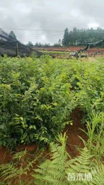 高度60厘米红榉小苗